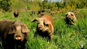 16 acre farm that focuses on sustainability through integrated livestock and veggie production