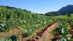 Solidarische Landwirtschaft, Permakultur, Market Garden