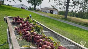 We grow lots of beets! 