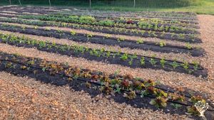 Happy Food Forest - living soil, delicious food and happy people.