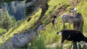 Biohof mit Mutterkühen, Ziegen, Getreide-Anbau und -Verarbeitung, Permakultur