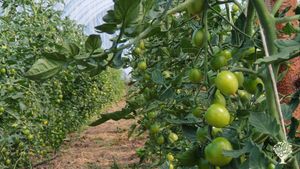 Market garden with animals for self-sufficiency