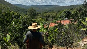 Agroforesty organic small farm in the beautiful Jequitinhonha Valley