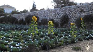 Corniflowers, broccoli, tournesol and the wall with capers in the back.
