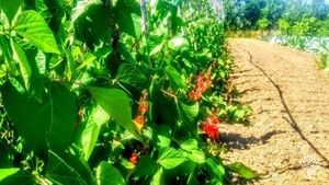 Zelfpluk csa groenten en kleinfruit