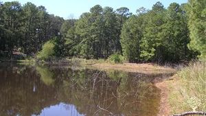Five beautiful acres of pine forest and permaculture style gardens with a lake for swimming