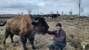 Northern bison ranch, unique Canadian experience