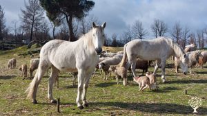 Two of our horses and our sheep, enjoying the February sun 🌞