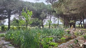 J'ai créé il y a deux ans des jardins où je cultive les plantes aromatiques et médicinales.