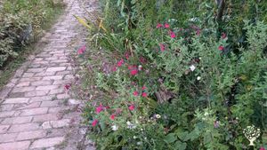 Casa familiare e giardino - rurale, Piccola fattoria, Vigneto, Frutteto