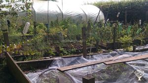 polytunned and raised beds