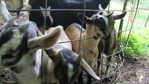 Our goat friends