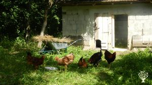 Bauernhof mit Pflaumenplantage und Freilerner-Campingplatz