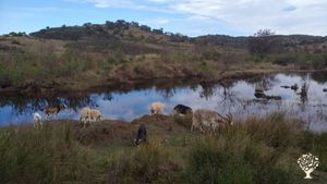 Family home and garden - rural, Educational Centre, Eco Retreat, Mixed Farm