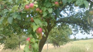 Obstweinkellerei und Mosterei mit Streuobstwiesen
