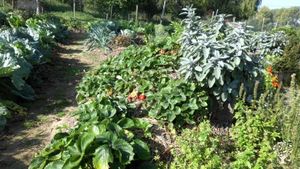 Un potager partagé qui produit des légumes et liens sociaux