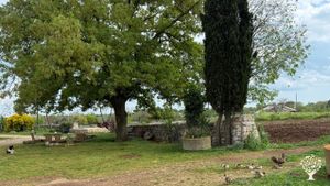 Azienda agricola biologica in Puglia: ulivi, mandorli, cereali e orto a ritmi naturali