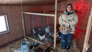 Organic gardens and  small barn with 3 cows ,pigs and poultry