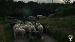Ferme laitière brebis chèvre avec transformation fromagère en agriculture biologique
