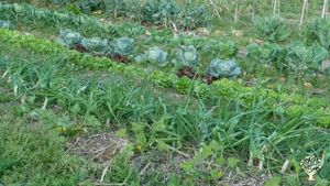 Eco Retreat, Mixed Farm, Farm