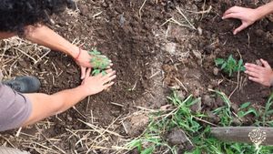 Bosbeheer en biologische groententeelt