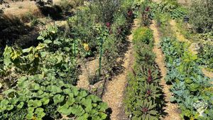 Horta (veg garden) at the big farm