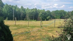 the beginnings of an orchard