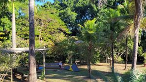 Production of plants for consumption and for reforestation