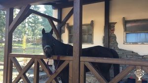 Family home and garden - rural, Horse Ranch, Farm