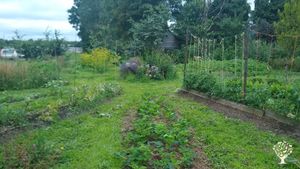 Permacultuur Familie boerderij Drenthe voedselbos met koeien kippen Alternative homestead vrij leven