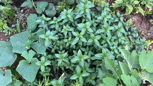 Chocolate Mint