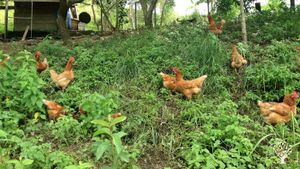 Ferme apicole  et  gîte Bienvenue à la ferme