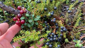 Wild Cranberries and Crowberries