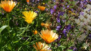 Camphill Community with an organic garden, working as a workshop for adults with support needs.