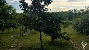 My farm is nearby Đà Nẵng city and Hội An city.