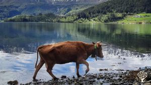 Idyllic small farm with marketgardening and animals