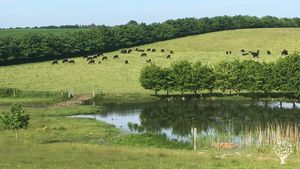 Intentional Community, Eco Lodge/Wilderness Adventures, Vineyard, Cattle Ranch, Livestock Farm