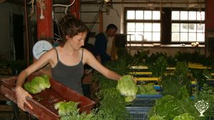 Grain farm near Uppsala growing for local CSA.