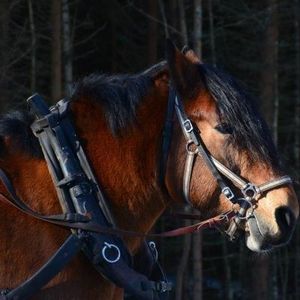 Maria Larsson, Bengt 