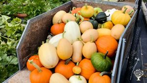 Community garden nestled in the Tobacco Root Mountains of MT
