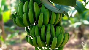 At nego backyard farm 