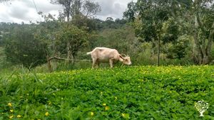 Somos finca GAIA, un proyecto familiar agroecológico.