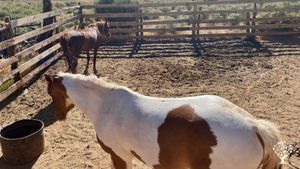 Family farm and ranch in rural Arizona near Zion National Park specializing in agritourism.