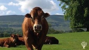 Family farm specialising in local food production