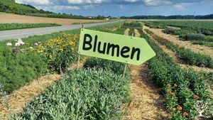 Ich betreibe ein Selbstpflückblumenfeld /Kürbisproduktion und Pferdehaltung