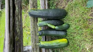 Authentic Wellness Retreat Ranch in the forest