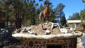 Cordwood house with living roof for grazing.