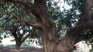 Proyecto agro-cultural y restauración ecosistemas