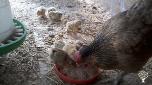 Homestead with animals, growing vegetables, making cheese baking and art