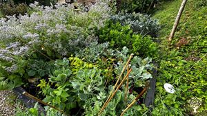 Smallholding with raised beds, orchards, small woods, and diverse flock of laying hens (11)